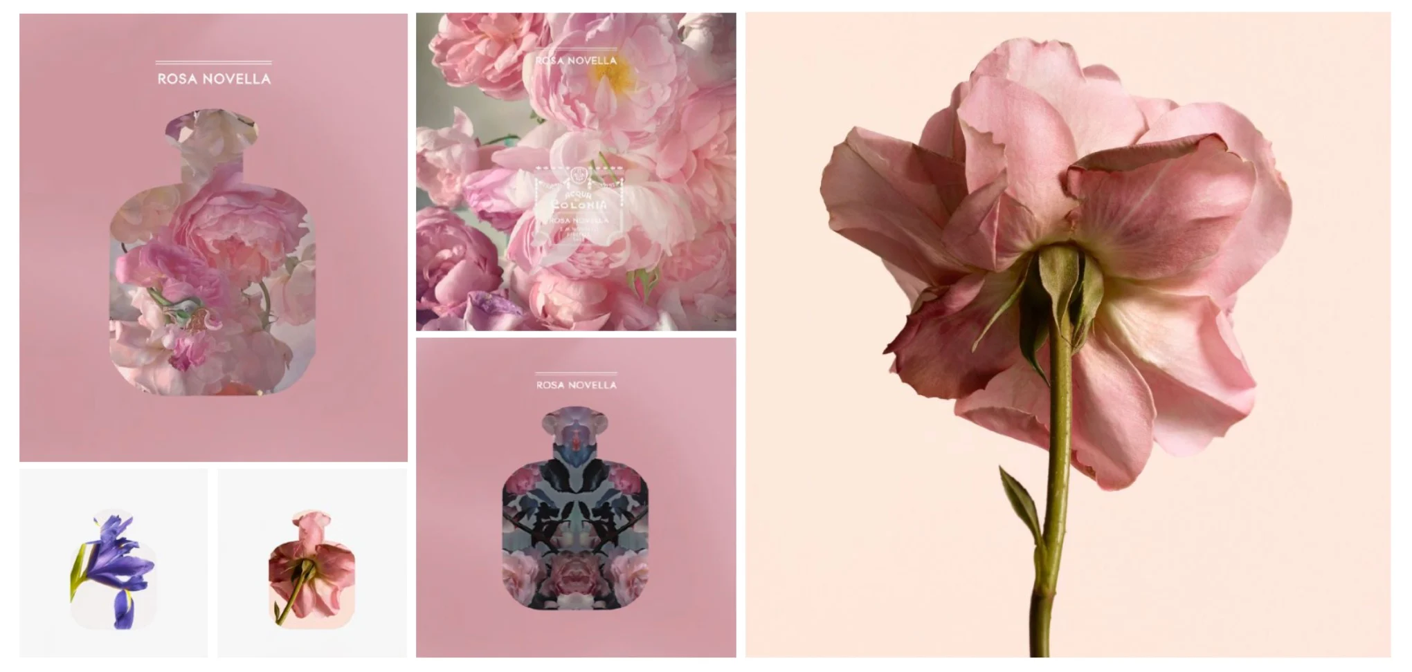 Moodboard per la fragranza Rosa Novella: peonie rosa dentro sagome di flaconi e una rosa singola – Fragranze per la casa Santa Maria Novella, 2021 – graphic design, proposta