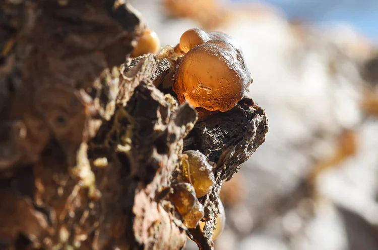Dettaglio di gocce ambrate di resina d'incenso sulla corteccia di un albero – Centro visitatori Amouage Wadi Dawkah, Oman, 2025 – architettura, in costruzione